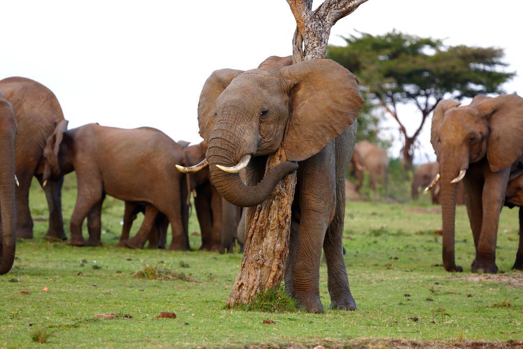 Jambo Mara Safari Lodge Ololaimutiek ภายนอก รูปภาพ