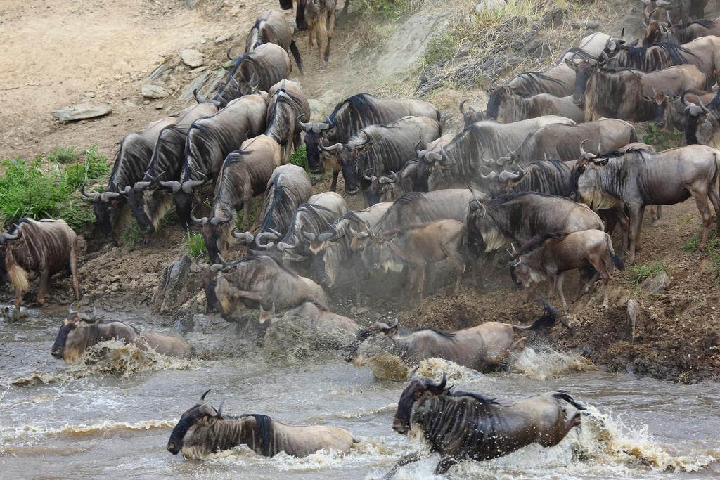 Jambo Mara Safari Lodge Ololaimutiek ภายนอก รูปภาพ